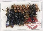 Scientific lot no. 418 Hymenoptera (16 pcs)