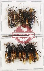 Scientific lot no. 410A Hymenoptera (10 pcs A, A-, A2)
