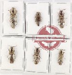 Scientific lot no. 165 Elateridae (6 pcs)