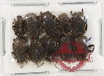 Scientific lot no. 721 Coprophaga (10 pcs)