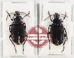 Scientific lot no. 653 Carabidae (2 pcs - 1 pc A2)