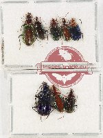Scientific lot no. 671 Carabidae (8 pcs)