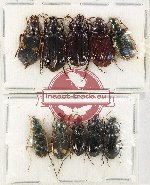 Scientific lot no. 657 Carabidae (10 pcs)