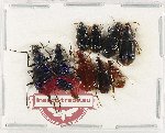 Scientific lot no. 675 Carabidae (9 pcs A, A-, A2)