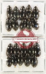 Hydrophilidae Scientific lot no. 241 (20 pcs)