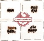 Ptylodactylidae Scientific lot no. 1 (30 pcs)