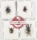 Scientific lot no. 734 Curculionidae (4 pcs - 1 pc A2)