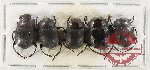 Scientific lot no. 737 Curculionidae (3 pcs A, A-)