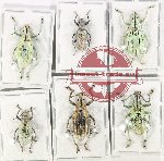 Scientific lot no. 736 Curculionidae (6 pcs)