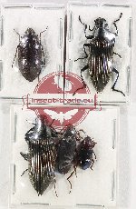 Scientific lot no. 410 Tenebrionidae (5 pcs A, A-, A2)