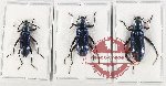 Scientific lot no. 411 Tenebrionidae (3 pcs - 1 pc A2)