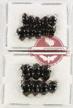 Scientific lot no. 407 Tenebrionidae (17 pcs)