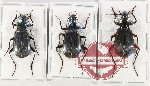 Scientific lot no. 678 Carabidae (3 pcs - 1 pc A2)