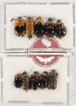 Scientific lot no. 475 Chrysomelidae (10 pcs A2)