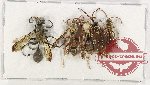 Scientific lot no. 402 Hymenoptera (5 pcs A-, A2)