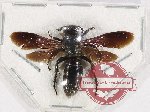 Scoliidae sp. 60