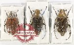 Scientific lot no. 178 Melolonthinae (Exolontha sp.) (3 pcs)