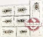 Scientific lot no. 142 Anthribidae (7 pcs - 4 pcs A2)