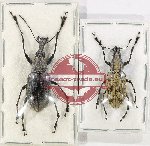 Scientific lot no. 141 Anthribidae (2 pcs)