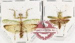 Scientific lot no. 14 Mantidae (2 pcs)