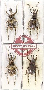 Scientific lot no. 738 Curculionidae (4 pcs - 2 pcs A2)