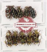 Scientific lot no. 51 Cetoniidae (10 pcs A-, A2)