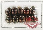 Scientific lot no. 735 Coprophaga (10 pcs)