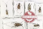 Scientific lot no. 138 Anthribidae (6 pcs - 2 pcs A2)