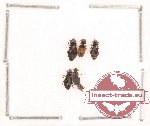 Salpingidae Scientific lot no. 1 (5 pcs)