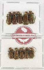 Scientific lot no. 474 Chrysomelidae (10 pcs)