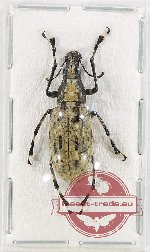 Scientific lot no. 140 Anthribidae (1 pc)