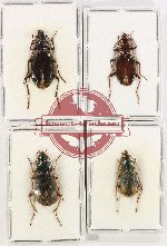 Scientific lot no. 677 Carabidae (4 pcs)
