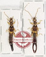 Scientific lot no. 123 Dermaptera (2 pcs A2)