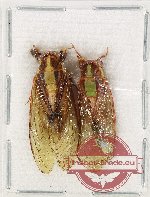 Scientific lot no. 17 Cicadidae (2 pcs A2)