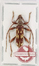 Coptocercus sp. 7