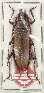 Aegosoma fuliginosum (PARATYPUS)