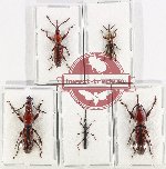 Scientific lot no. 112 Brenthidae (5 pcs - 1 pc A2)