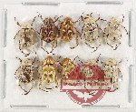 Scientific lot no. 67 Hopliinae (10 pcs)