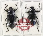 Scientific lot no. 409 Tenebrionidae (2 pcs)