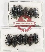 Scientific lot no. 408 Tenebrionidae (11 pcs)