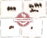 Scaphidiidae Scientific lot no. 1 (22 pcs)