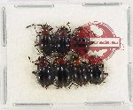 Scientific lot no. 84 Endomychidae (7 pcs)