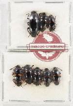 Scientific lot no. 146 Erotylidae (8 pcs - 3 pcs A2)