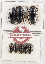 Scientific lot no. 147 Erotylidae (8 pcs)