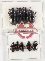 Scientific lot no. 145 Erotylidae (9 pcs)