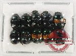 Scientific lot no. 720 Coprophaga (10 pcs)