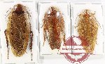 Scientific lot no. 97 Blattodea (3 pcs)