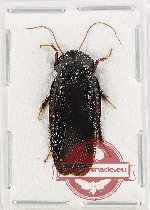 Scientific lot no. 98 Blattodea (1 pc)