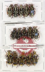 Scientific lot no. 47 Cetoniidae (15 pcs)