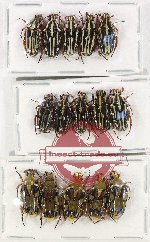 Scientific lot no. 47 Cetoniidae (15 pcs)